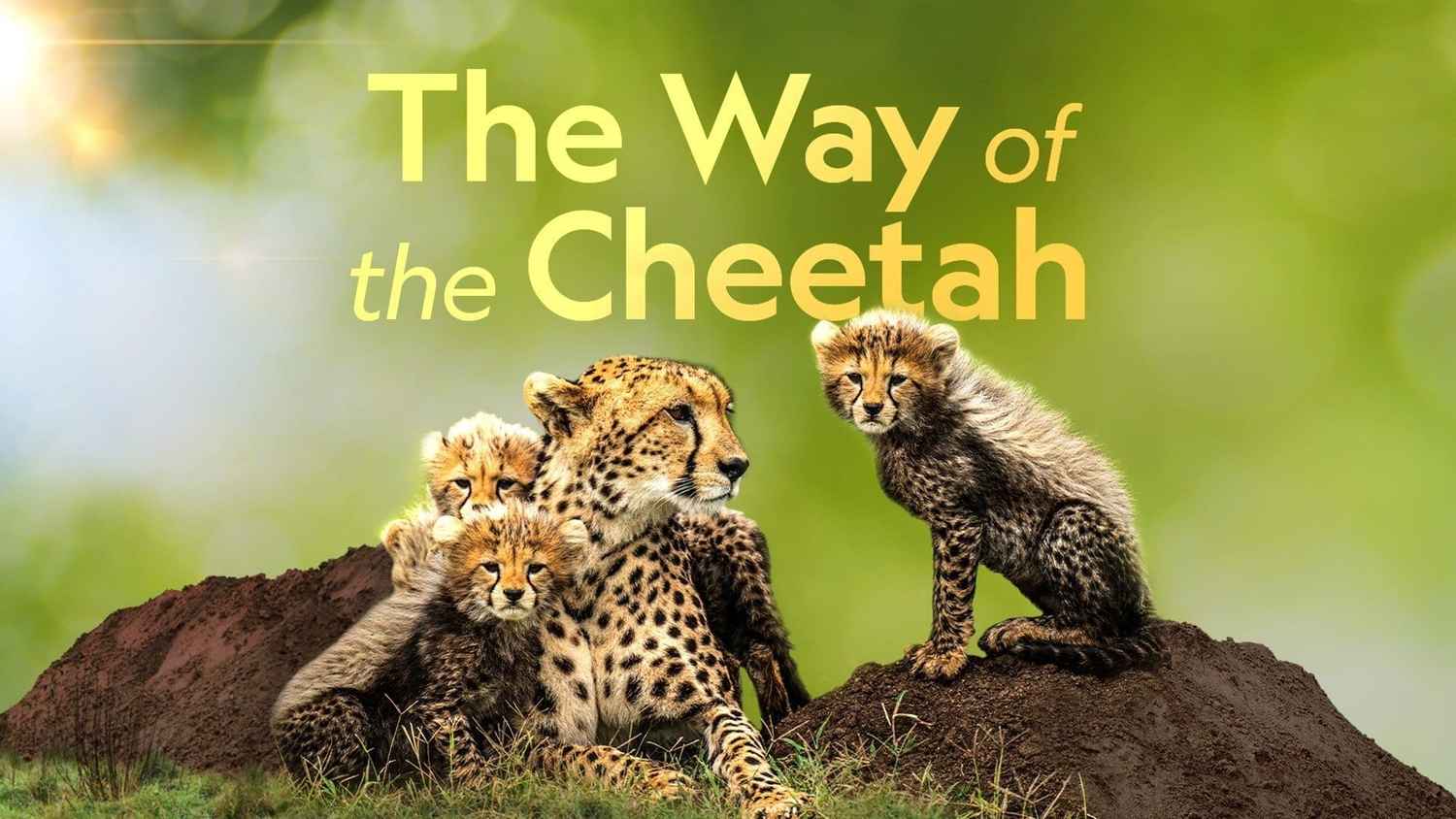 دانلود زیرنویس مستند The Way of the Cheetah 2022 – بلو سابتايتل