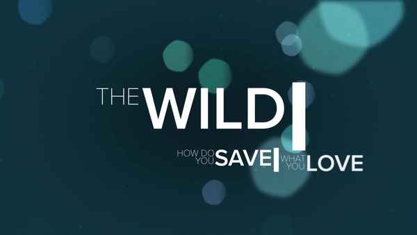 The Wild Poster 1