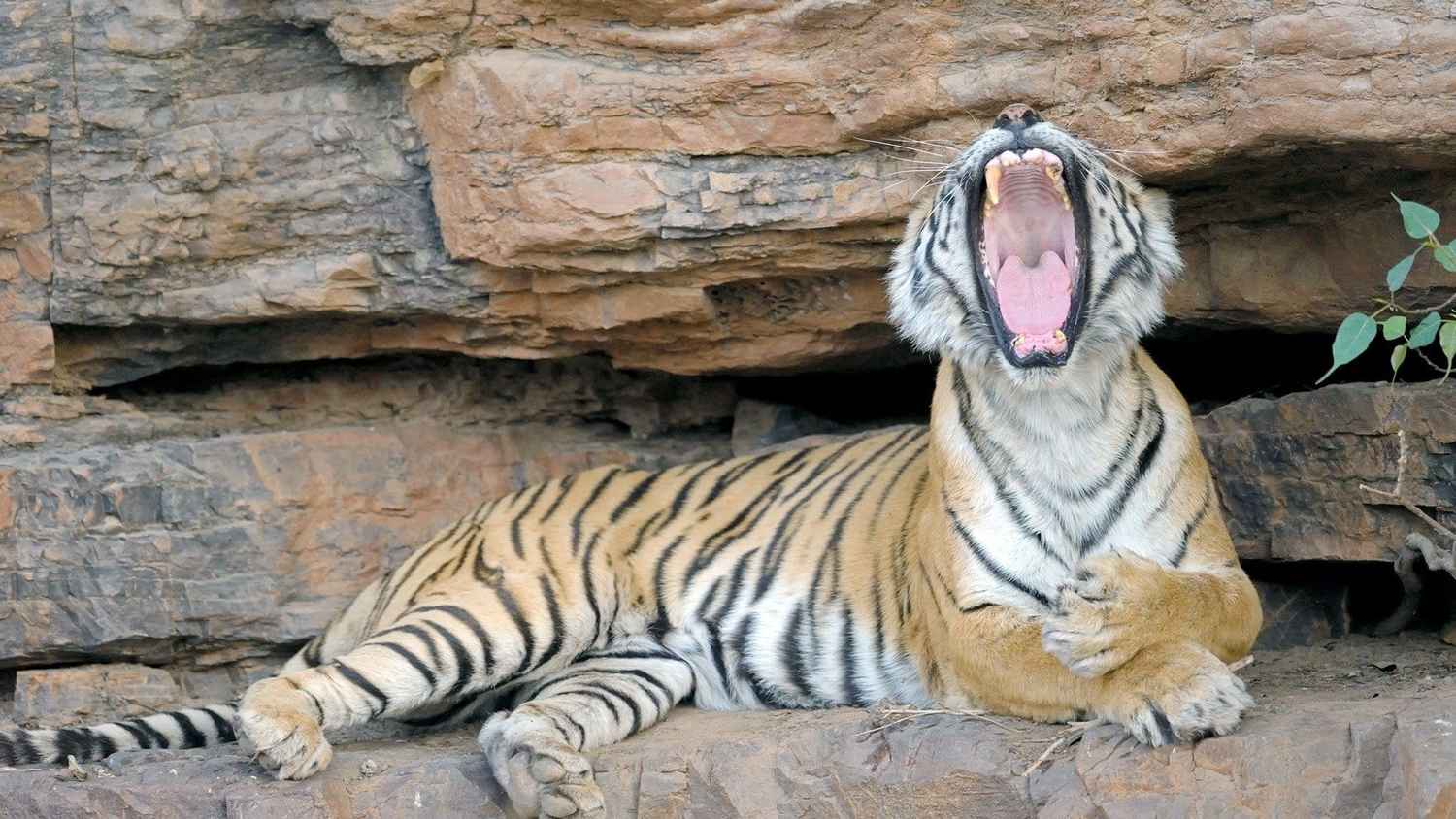 The World's Most Famous Tiger