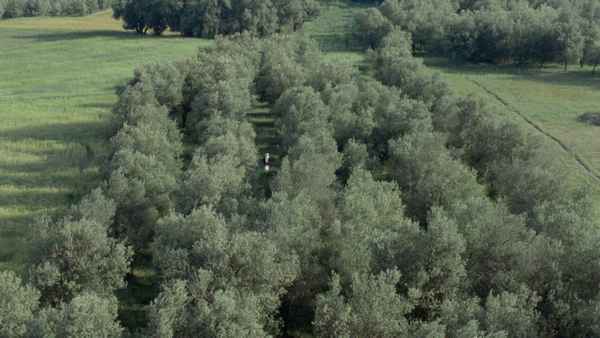 Through the Olive Trees Poster 3