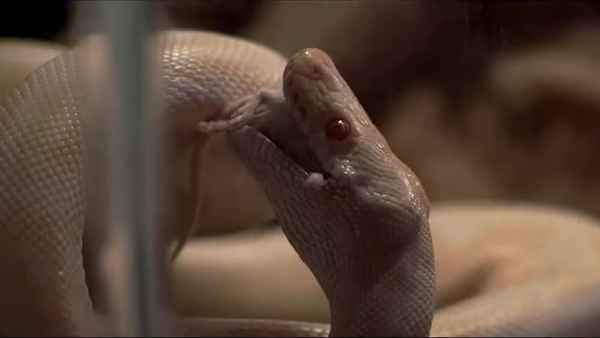 Thunderbird Poster 2