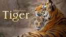 Tiger Poster 5