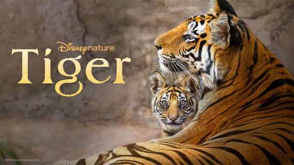 Tiger Poster 5