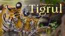 Tiger Poster 3