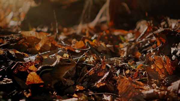 Tiny Giants 3D Poster 5