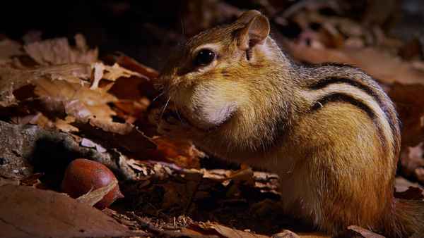 Tiny Giants 3D Poster 7