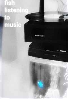 Fish listening to music poster 1