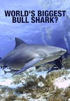Watch World's Biggest Bull Shark? Movie Online, Release Date, Trailer ...