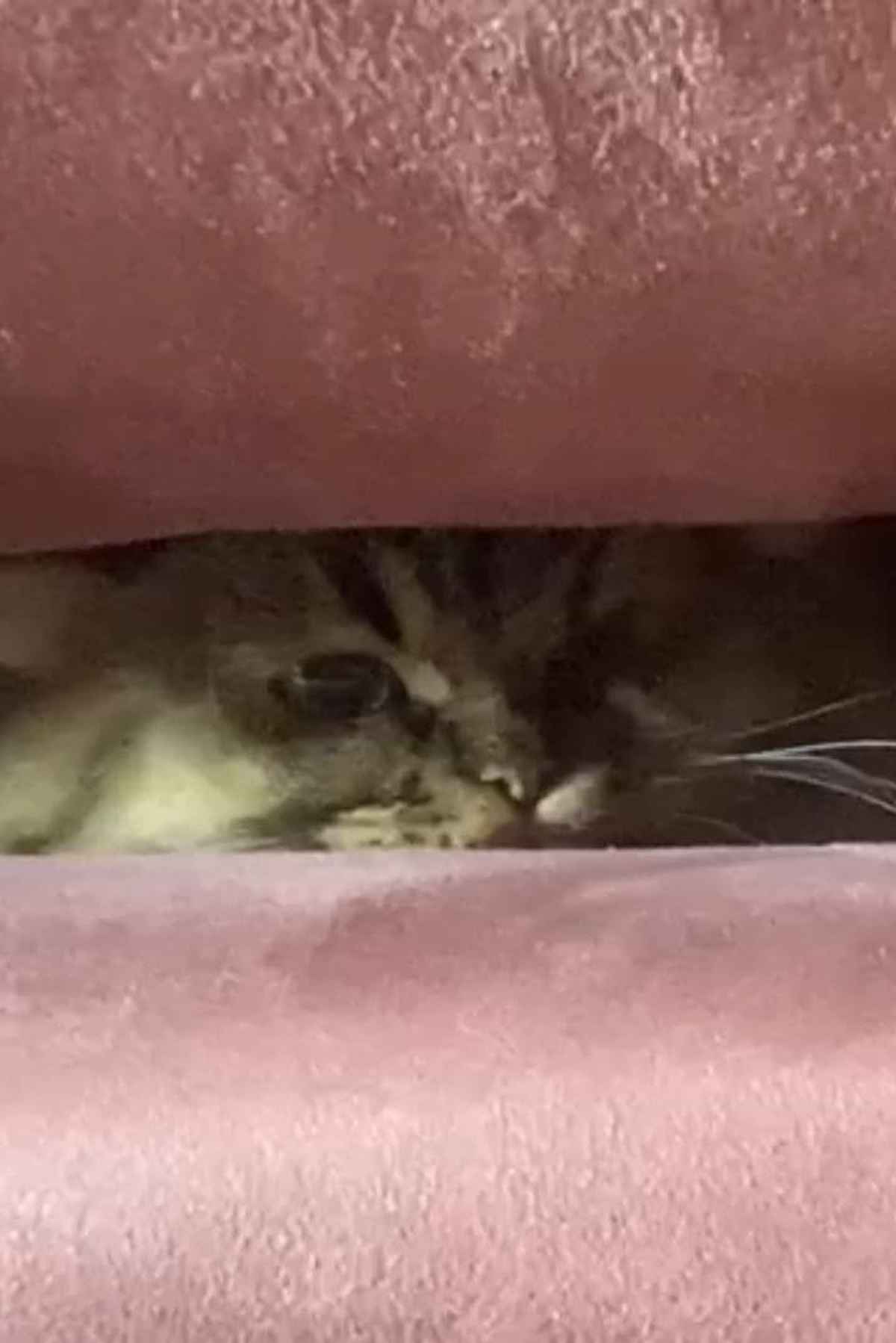 A Cat's Ascend To Claustrophobic Tranquility Movie (2022) Release