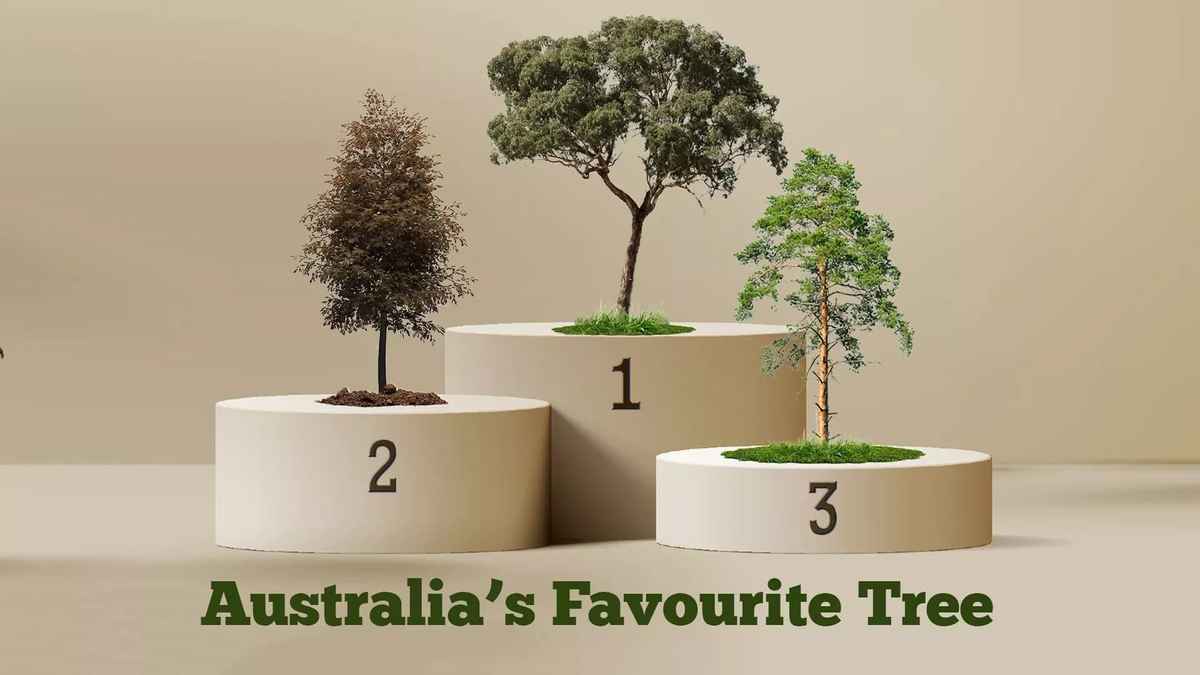Australia's Favourite Tree
