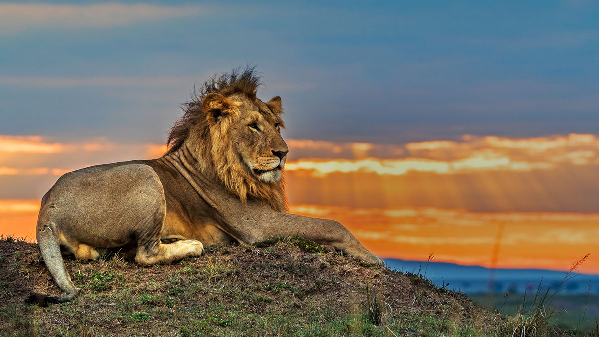 Watch Big Cat Tales Online All Seasons Or Episodes Documentary Show