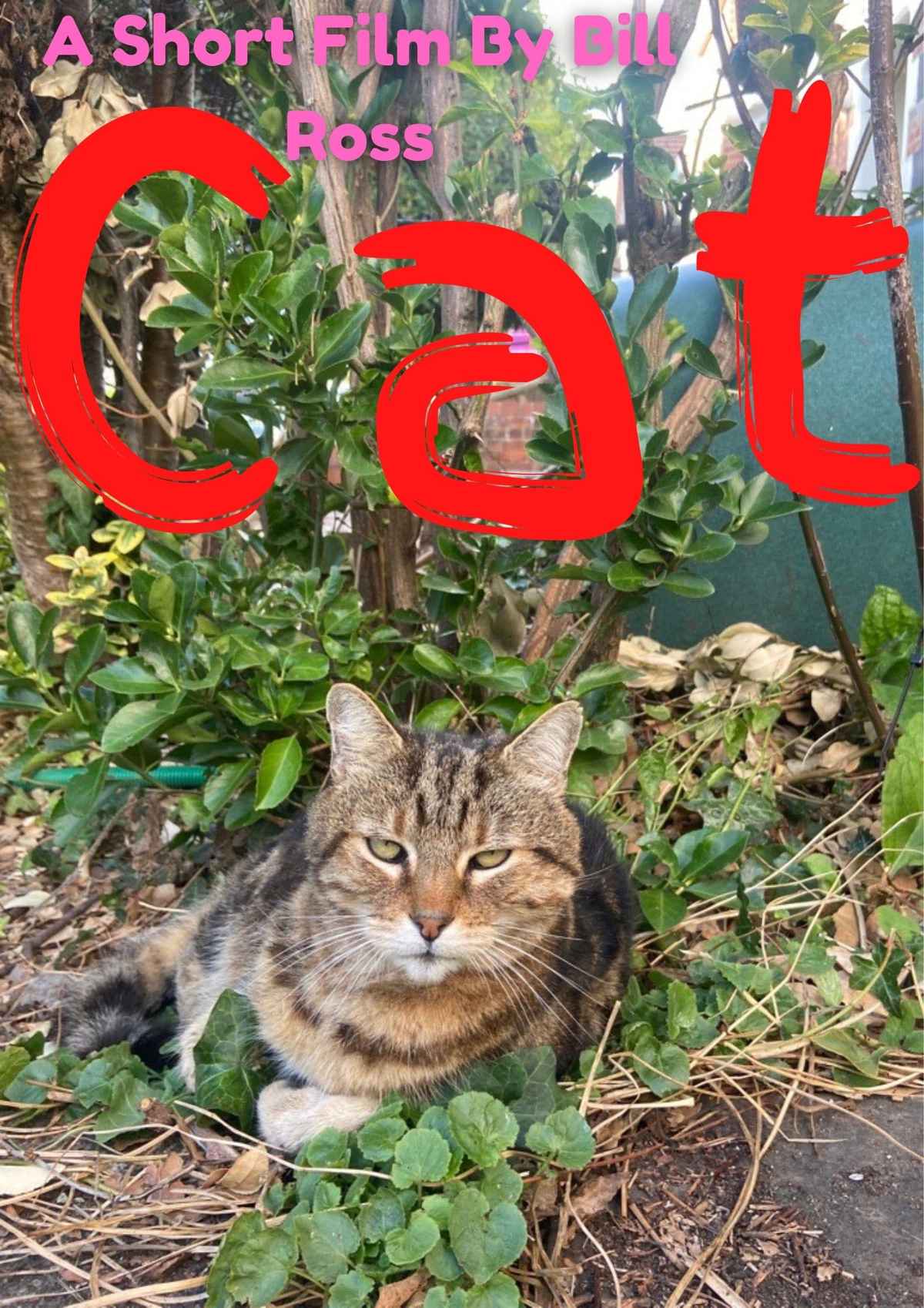 cat-movie-2022-release-date-cast-trailer-songs-running-at