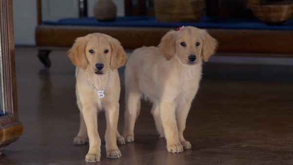 Treasure Buddies Poster 6