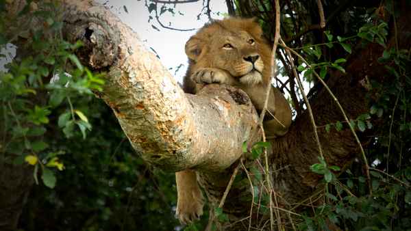 Tree Climbing Lions Poster 1
