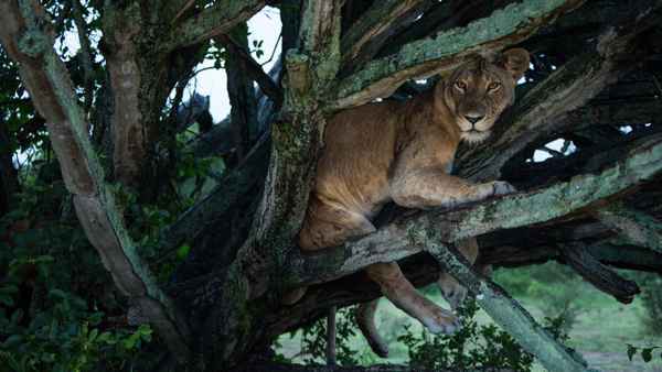 Tree Climbing Lions Poster 2
