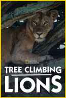 Tree Climbing Lions Poster 6