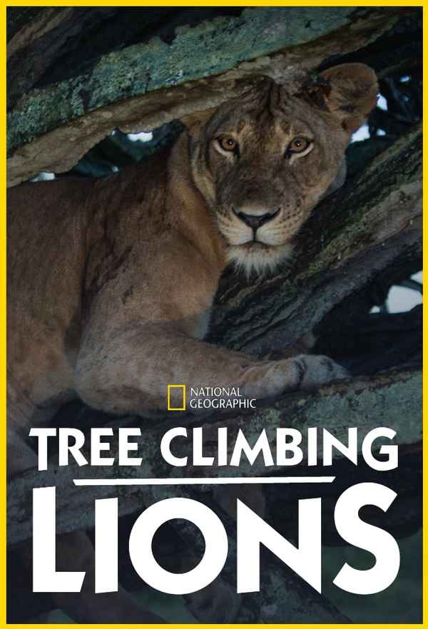 Tree Climbing Lions Poster 6