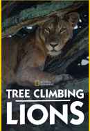 Tree Climbing Lions Poster 7