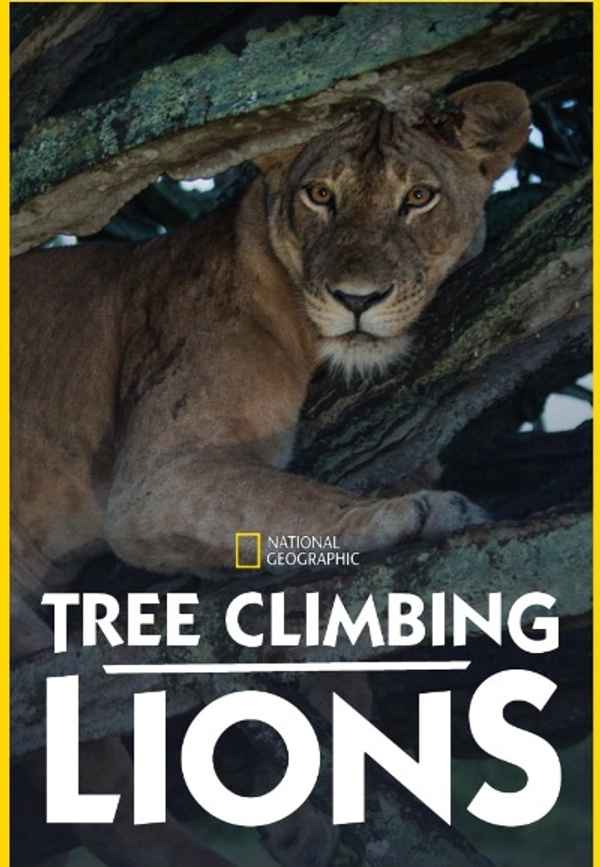 Tree Climbing Lions Poster 7