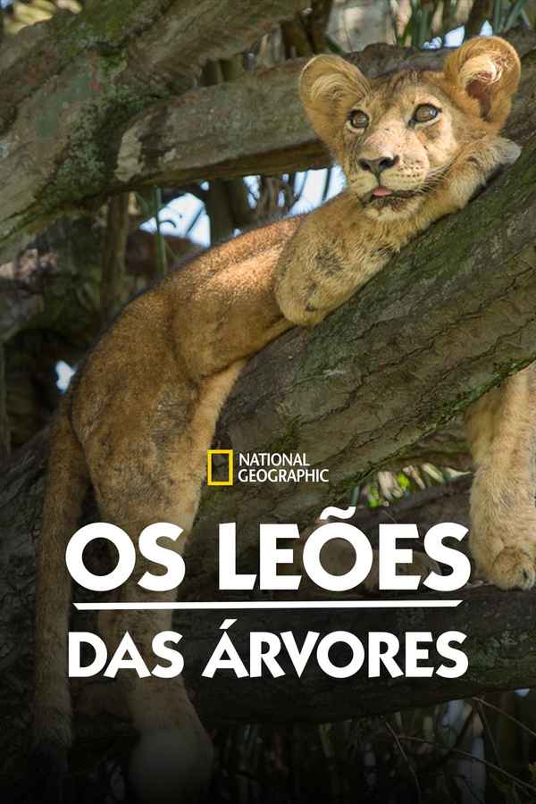 Tree Climbing Lions Poster 5