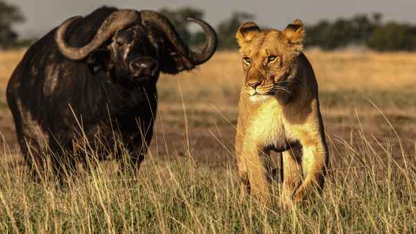 Tribe vs Pride Poster 2