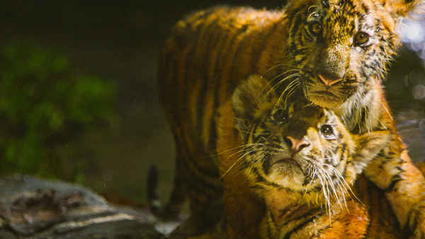 Two Brothers Poster 2