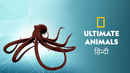 Ultimate Animals Poster 2
