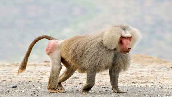 Ultimate Predators Poster 7