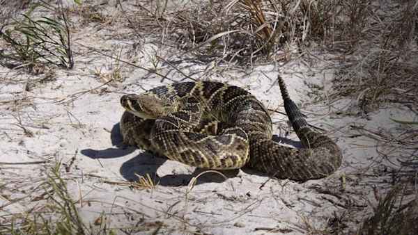 Ultimate Viper: Fear The Fang Poster 6