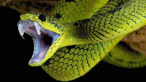 Ultimate Viper: Fear The Fang Poster 1