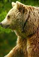 Unedited Footage of a Bear Poster 4