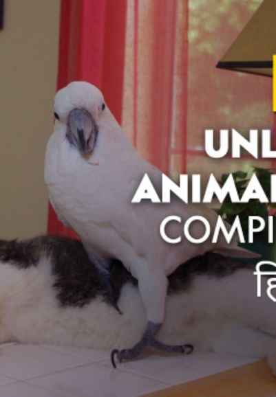 Unlikely Animal Friends