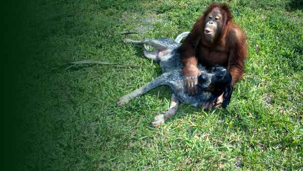 Unlikely Animal Friends Poster 2