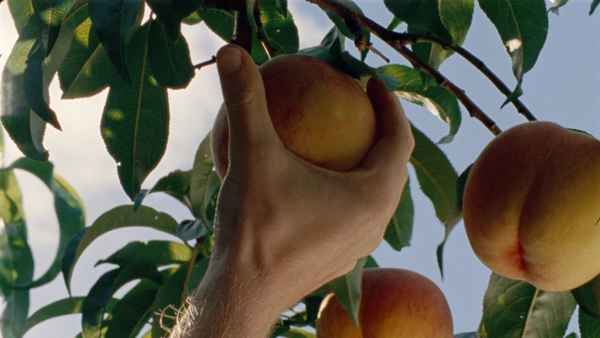 Until Branches Bend Poster 2