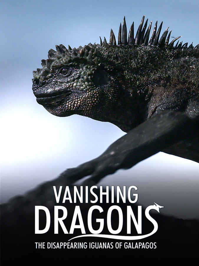 Vanishing Dragons - The Disappearing Iguanas Of Galapagos