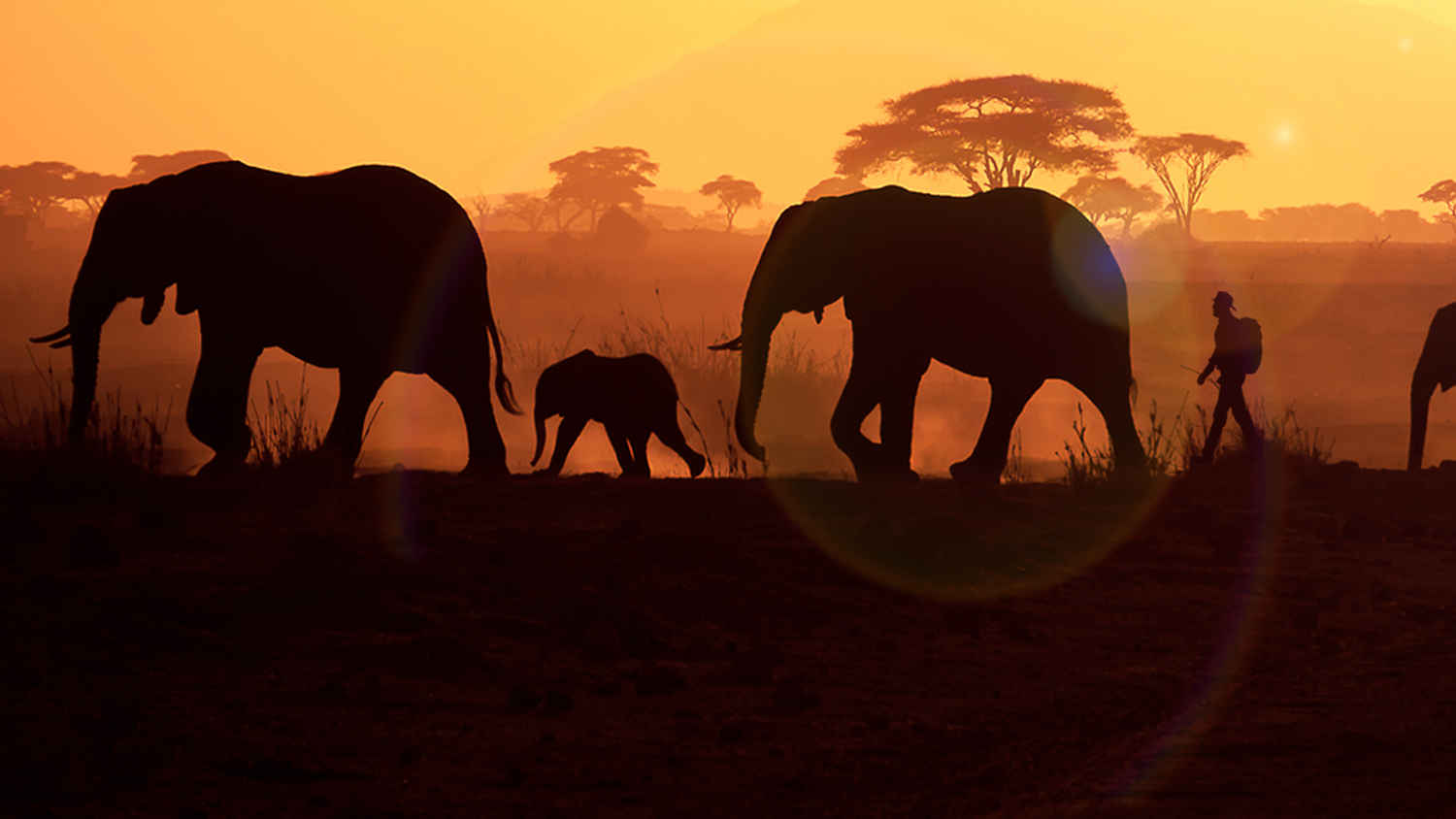 Walking With Elephants