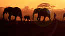 Walking With Elephants Poster 2