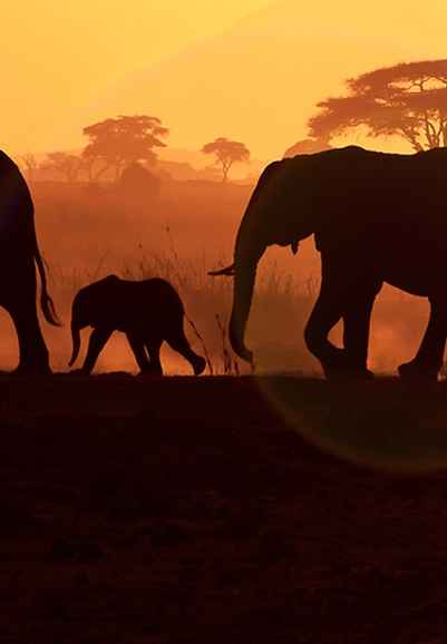 Walking With Elephants