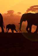 Walking With Elephants Poster 4