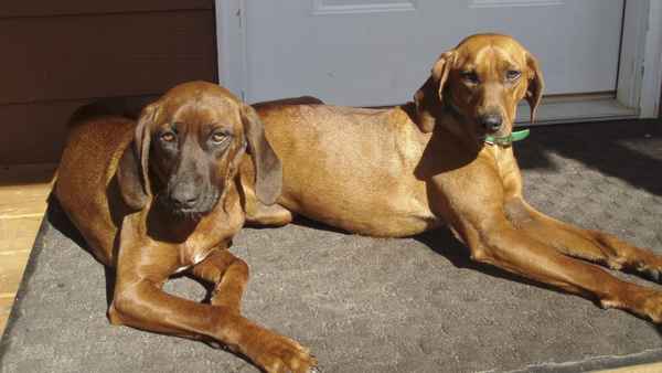 Where the Red Fern Grows Poster 2