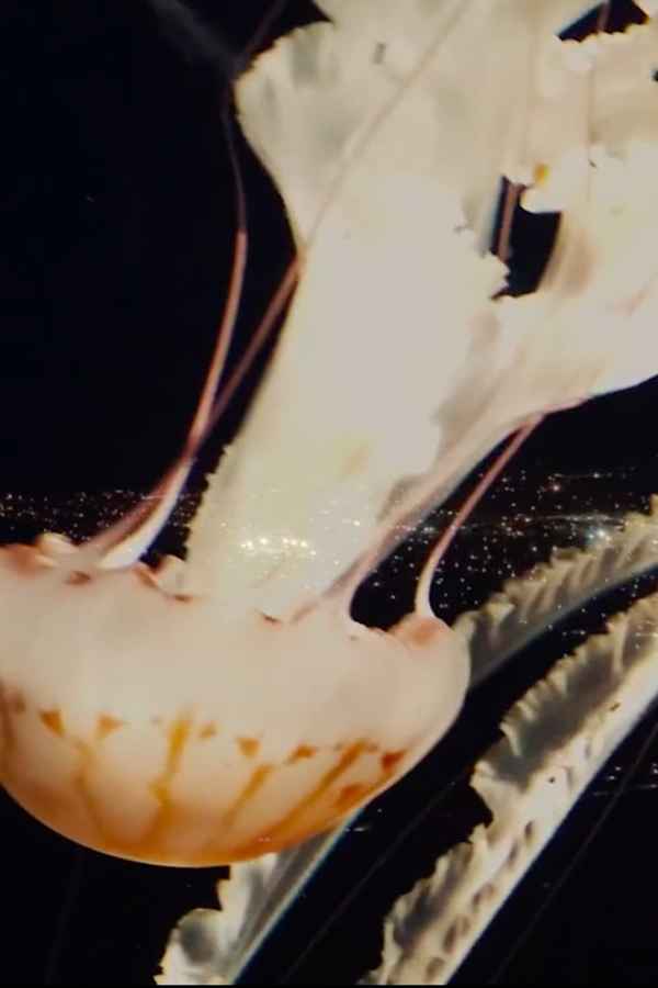 While We Sleep Poster 6