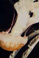 While We Sleep Poster 7