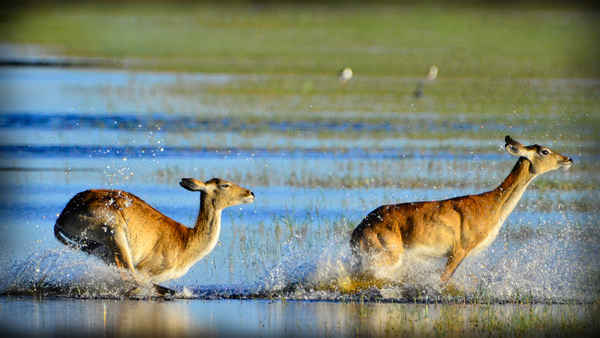 Wild Africa: Rivers of Life Poster 5