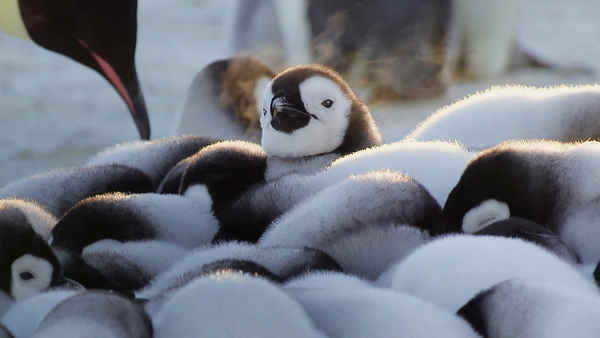 Wild Babies Poster 3