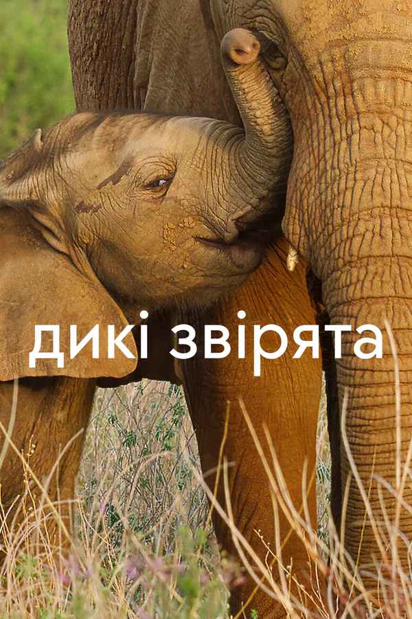 Wild Babies Poster 2