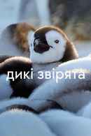 Wild Babies Poster 5