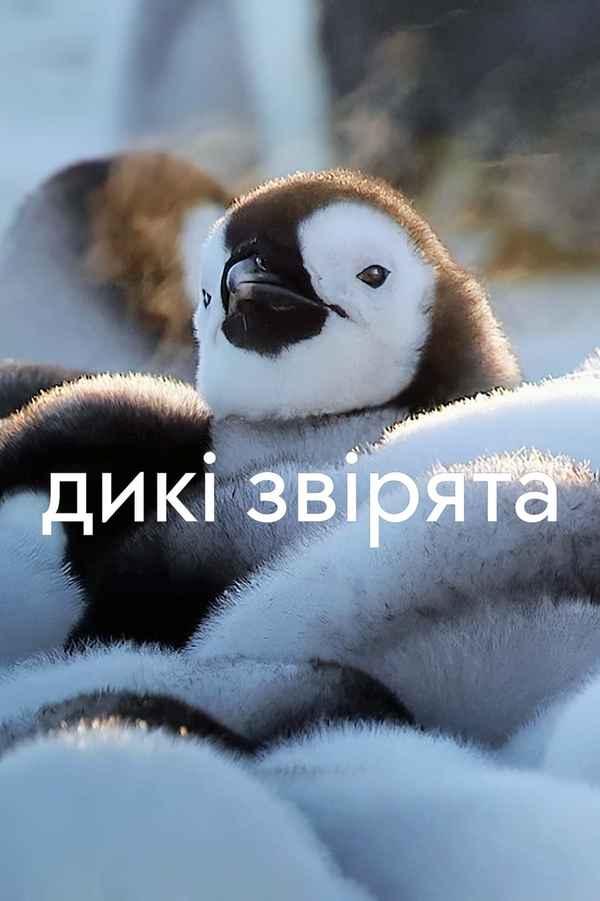 Wild Babies Poster 5