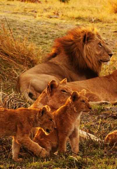Wild Botswana