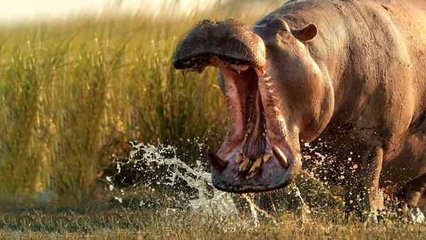 Wild Botswana Poster 1