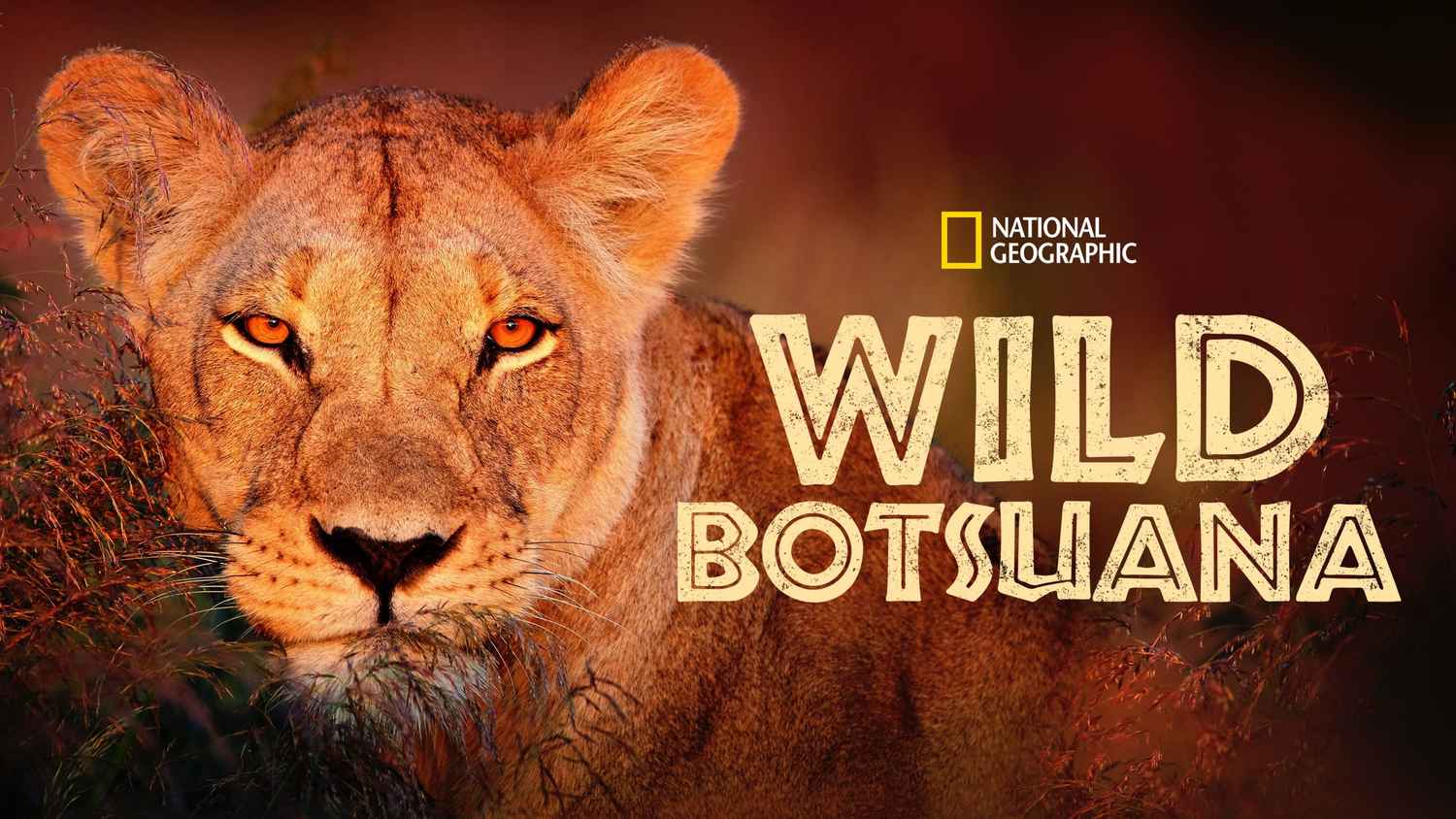 Wild Botswana